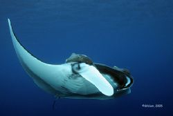 Manta birostros, Socorro Isl.
Canon20D,10-22mm,(2)YS-120 by Dan Blum 